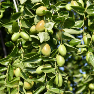 post1.16-2-editted-jojoba