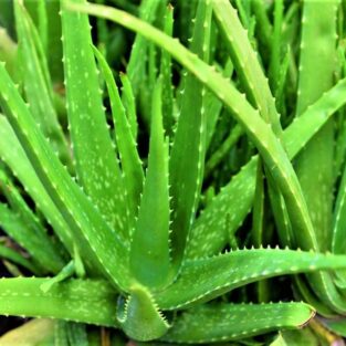 aloevera