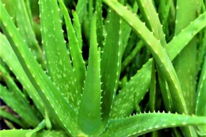 aloevera