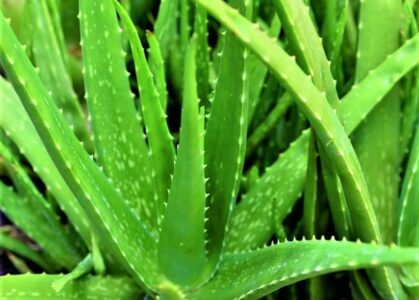 aloevera