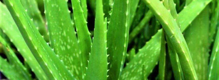 aloevera