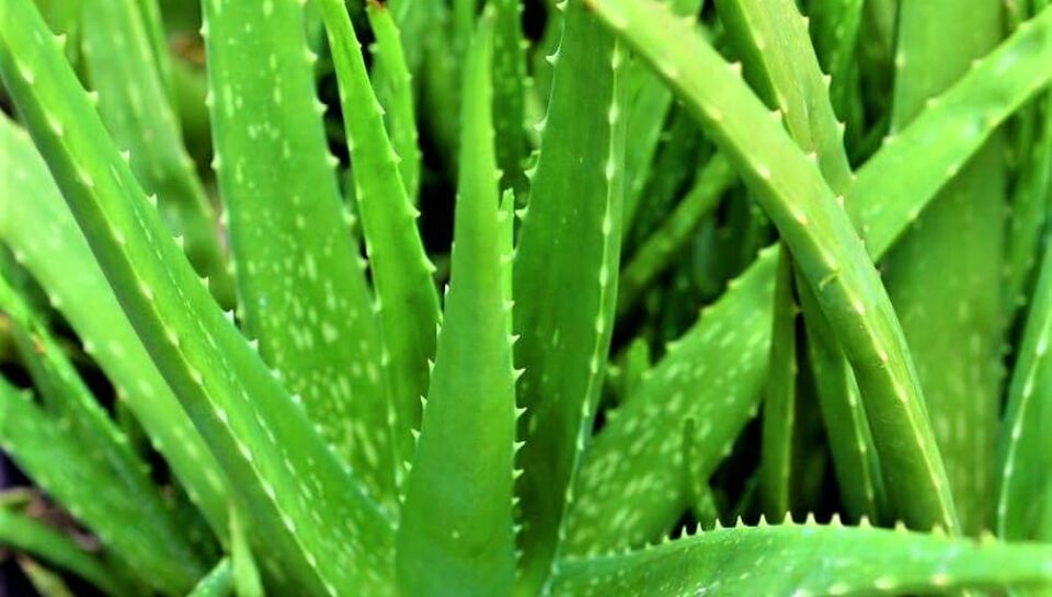 aloevera aloevera